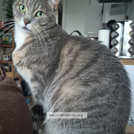 Photo de chat perdu à Faches Thumesnil