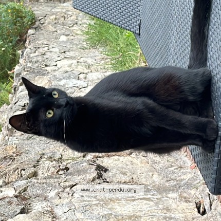 Photo 1/1 yuna Chat perdu à Bouc Bel Air