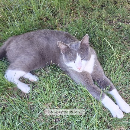 Photo 1/1 Athos Chat perdu à Gourdon