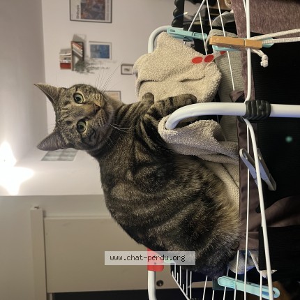Photo 1/1 kurama Chat perdu à Nanterre