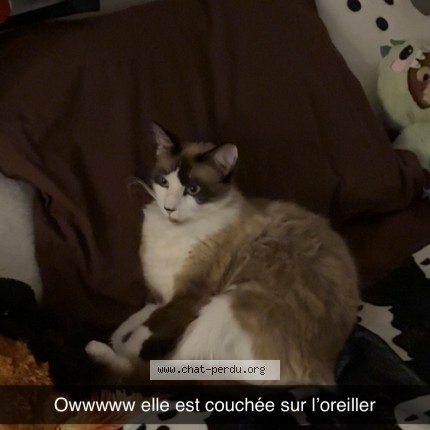Photo 1/1 Chat retrouvé Perdu à Du Passage