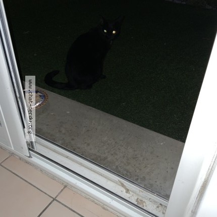 Photo 1/1 Chat retrouvé Trouvé à Bordeaux