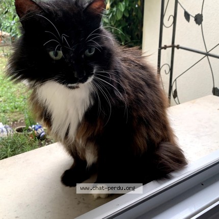 Photo 1/1 Chat trouvé Trouvé à Colomiers
