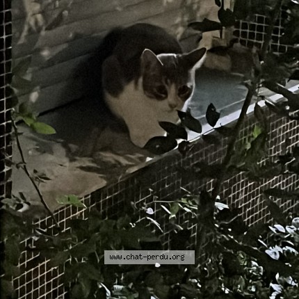 Photo 1/3 Chat trouvé Trouvé à Paris