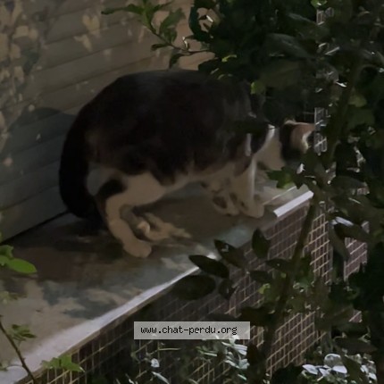 Photo 3/3 Chat trouvé Trouvé à Paris