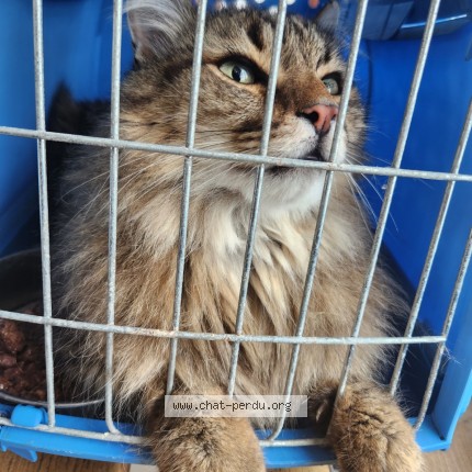 Photo de chat perdu à Lorges