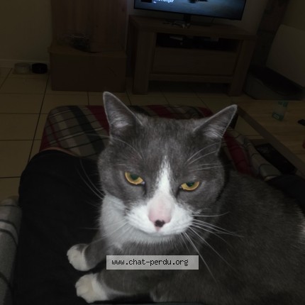 Photo de chat perdu à Lille Fives