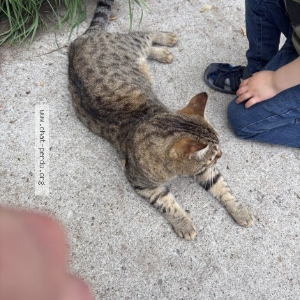 Photo 1/1 Chat trouvé Trouvé à Ahuntsic