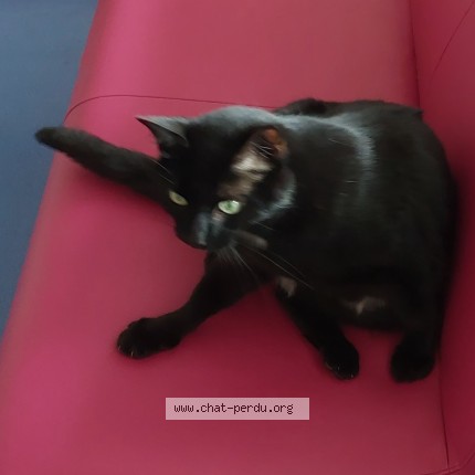 Photo 1/1 Chat retrouvé Trouvé à Paris