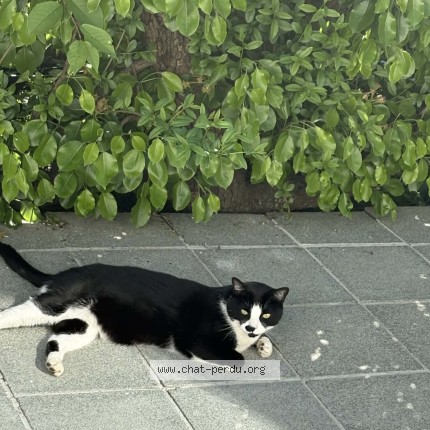 Photo 1/1 Oréo Chat perdu à Bousval