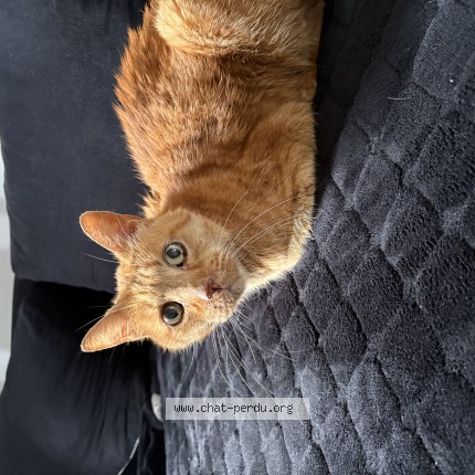 Photo 1/1 Chat retrouvé Perdu à Cournon D Auvergne