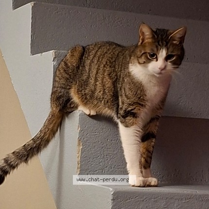 Photo de chat perdu à Montbeliard