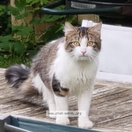 Photo de chat trouvé à Blois