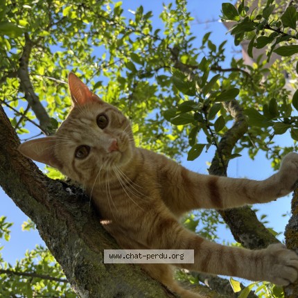 Photo 1/1 Chat retrouvé Perdu à Ostwald