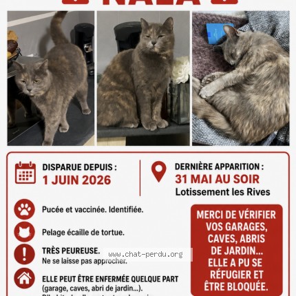 Photo 1/1 nala Chat perdu à Maleville