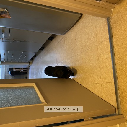 Photo de chat trouvé à Blainville Sur Orne