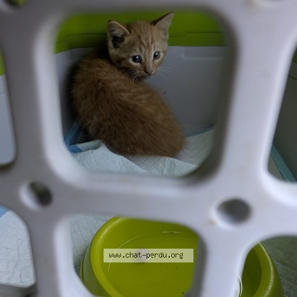 Photo 1/1 Chat trouvé Trouvé à Vailly Sur Sauldre
