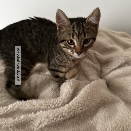 Photo 2/2 Chat trouvé Trouvé à Bourg Les Valence
