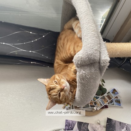 Photo de chat perdu à La Queue En Brie