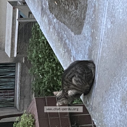 Photo de chat trouvé à Saint Cloud