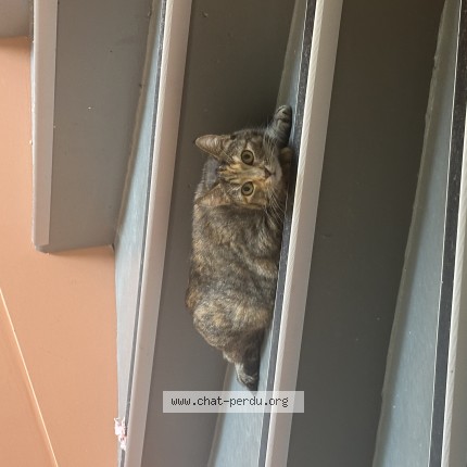 Photo 1/1 Chat retrouvé Trouvé à Poitiers
