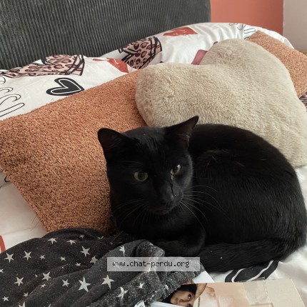 Photo 1/1 Chat trouvé Trouvé à Blainville Sur Orne