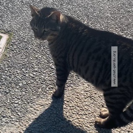 Photo de chat trouvé à Les Moutiers En Retz