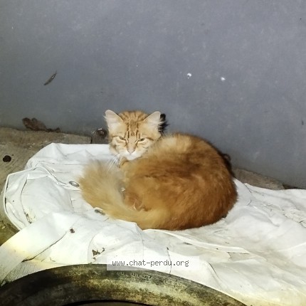Photo 1/1 Chat trouvé Trouvé à Carantilly