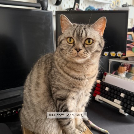 Photo de chat perdu à Paris
