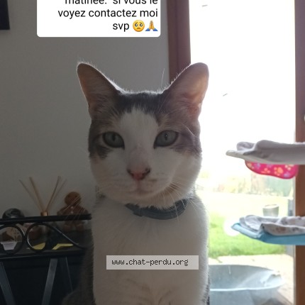 Photo 1/1 Chat retrouvé Perdu à Bavincourt