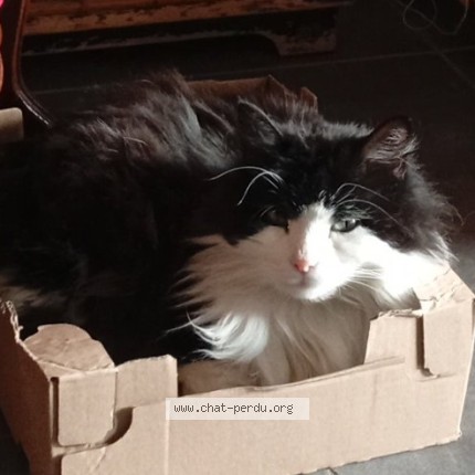 Photo de chat perdu à Trelou Sur Marne