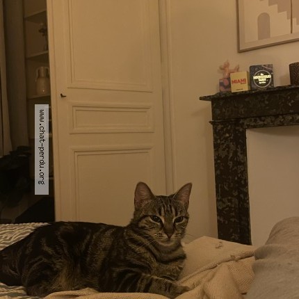 Photo 1/1 Chat trouvé Trouvé à Lille