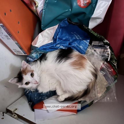 Photo 1/1 Mahou Zedong dite Mahou Chat perdu à Les Abymes
