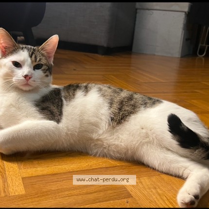 Photo 1/1 Léo Chat perdu à Cergy