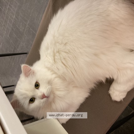 Photo de chat perdu à Talmont Saint Hilaire