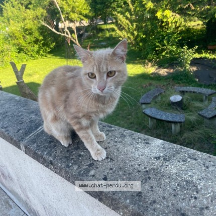 Photo 1/1 Chat trouvé Trouvé à Villereversure