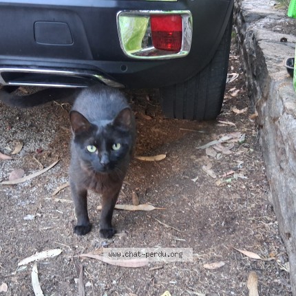 Photo de chat trouvé à Hyeres