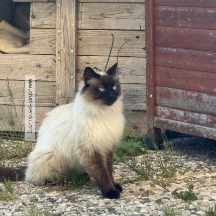 Photo 1/1 Chat trouvé Trouvé à Chamousset