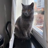 Niki