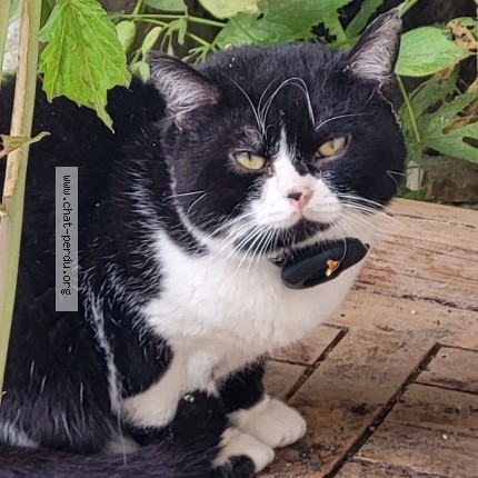 Photo 1/1 Chat trouvé Trouvé à Sainte Genevieve Des Bois