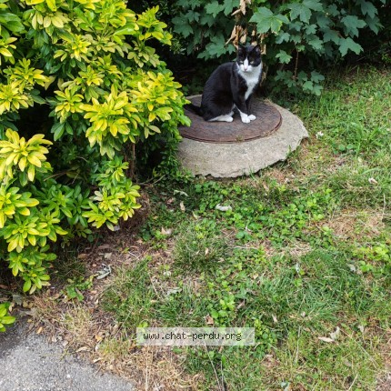 Photo 1/1 Chat trouvé Trouvé à Cachan