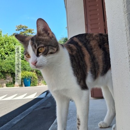 Photo 1/1 Chat retrouvé Perdu à Saint Vit