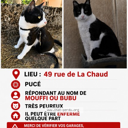 Photo 1/1 Chat retrouvé Perdu à Saint Eloy Les Mines