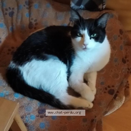 Photo 1/1 Chat retrouvé Perdu à Orleans