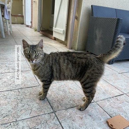 Photo 1/1 Chat trouvé Trouvé à Muret
