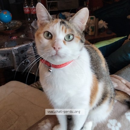 Photo de chat perdu à Toulouse