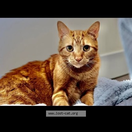 Photo de chat perdu à Saint Jerome