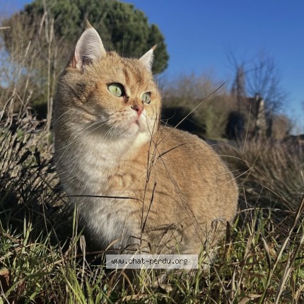 Photo 1/1 Perle Chat perdu à Saint Lambert La Potherie