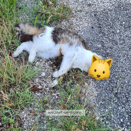 Photo 1/1 Chat trouvé Trouvé à Monteils