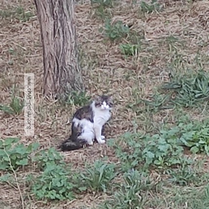 Photo 1/1 Chat trouvé Trouvé à Marseille